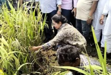 কৃষকের সঙ্গে ধান কাটলেন এমপি প্রিয়াঙ্কা