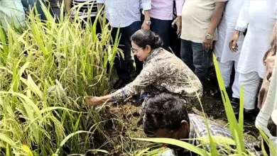 কৃষকের সঙ্গে ধান কাটলেন এমপি প্রিয়াঙ্কা