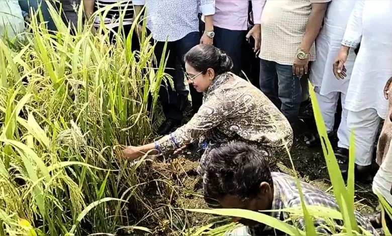 কৃষকের সঙ্গে ধান কাটলেন এমপি প্রিয়াঙ্কা