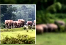 মা হাতির মৃত্যু, রাতেই ঘটনাস্থলে এলো ১০ বন্যহাতির পাল