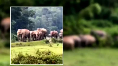 মা হাতির মৃত্যু, রাতেই ঘটনাস্থলে এলো ১০ বন্যহাতির পাল