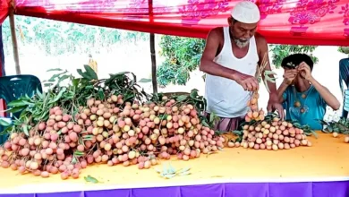 মঙ্গলবাড়িয়া থেকে ঐতিহ্যবাহী রসালো লিচু বিক্রি শুরু