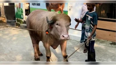 নারায়ণগঞ্জে ‘ডোনাল্ড ট্রাম্প’ নামের গোলাপি মহিষ, দেখতে উৎসুক জনতার ভিড়