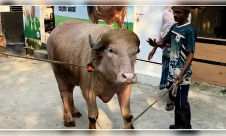 নারায়ণগঞ্জে ‘ডোনাল্ড ট্রাম্প’ নামের গোলাপি মহিষ, দেখতে উৎসুক জনতার ভিড়