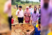 নরসিংদীর শিবপুরে বাম্পার ফলনেও হতাশ কৃষক, দ্বিগুন দামেও শ্রমিক মিলছে না