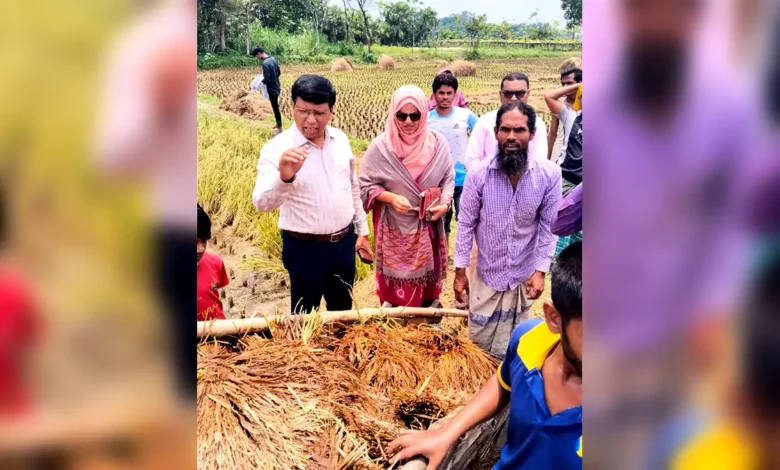 নরসিংদীর শিবপুরে বাম্পার ফলনেও হতাশ কৃষক, দ্বিগুন দামেও শ্রমিক মিলছে না