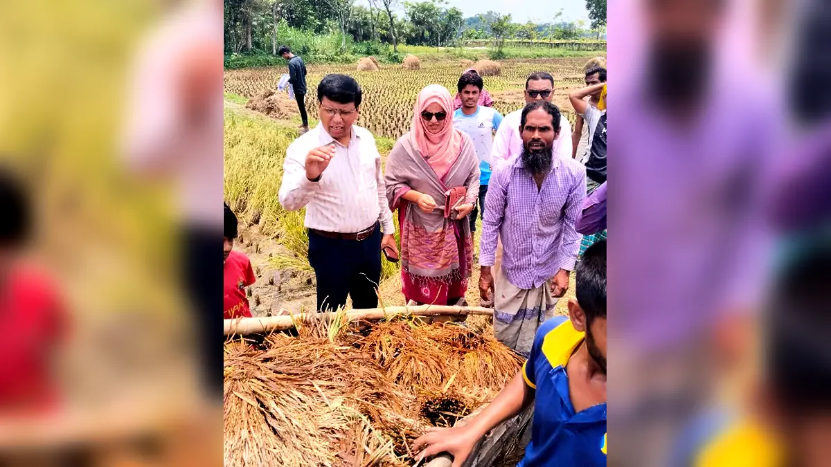 নরসিংদীর শিবপুরে বাম্পার ফলনেও হতাশ কৃষক, দ্বিগুন দামেও শ্রমিক মিলছে না