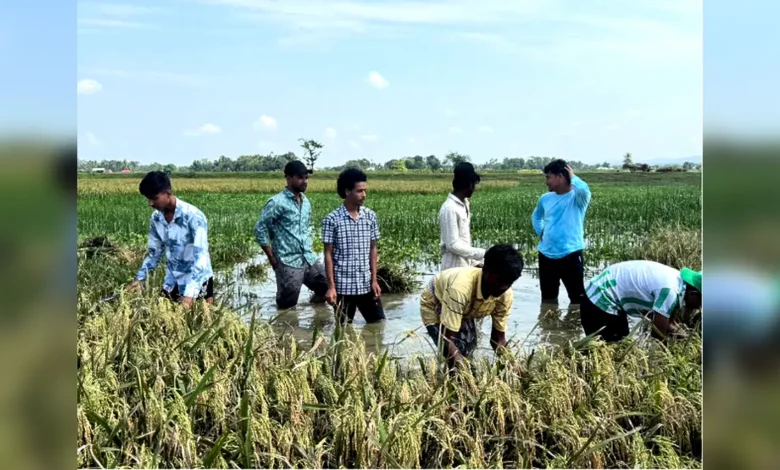 প্রাকৃতিক দুর্যোগে ক্ষতিগ্রস্ত কৃষকের পাশে বাঘাইছড়ি উপজেলা, পৌর ও কলেজ ছাত্রদল