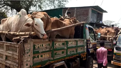 প্রশাসনের নাকের ডগায় বার্মিজ গরুর অনুপ্রবেশ