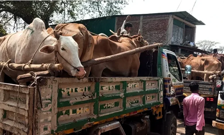 প্রশাসনের নাকের ডগায় বার্মিজ গরুর অনুপ্রবেশ