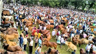 পশুর হাটে জাল নোট শনাক্তে বসছে বিশেষ বুথ