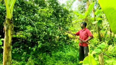 রাজশাহীতে গুটি আমের চারা রোপণ শুরু