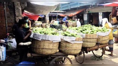 সাতক্ষীরায় আমের বাজারে দেখা মিলছে না ক্রেতার