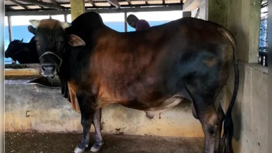 সাতক্ষীরার কুরবানির হাটে ‘লাল বাহাদুর’