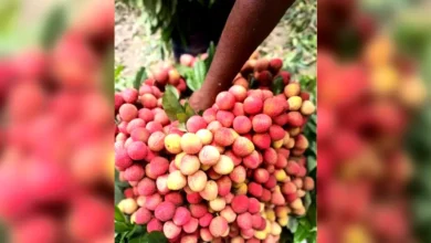 সলঙ্গা বাজারে মধুমাসে বাড়ছে লিচুর সরবরাহ