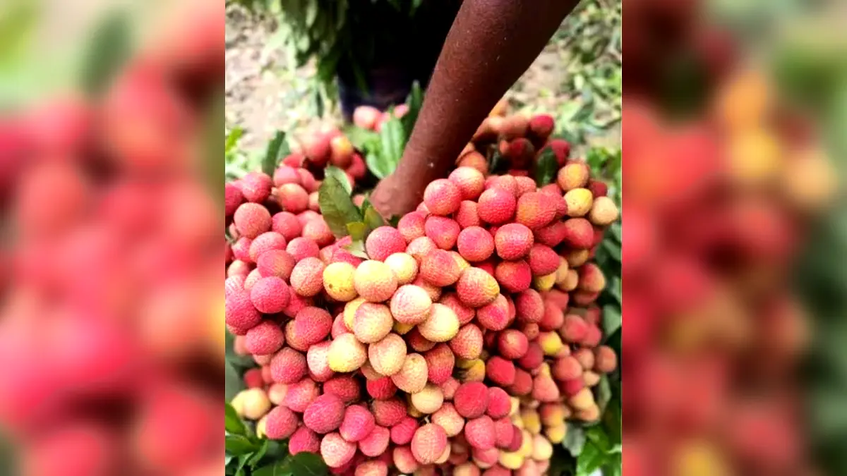 সলঙ্গা বাজারে মধুমাসে বাড়ছে লিচুর সরবরাহ