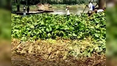 সলঙ্গায় ভাসমান কচুরিপানার স্তুপ দেখতে শত মানুষের ভীর