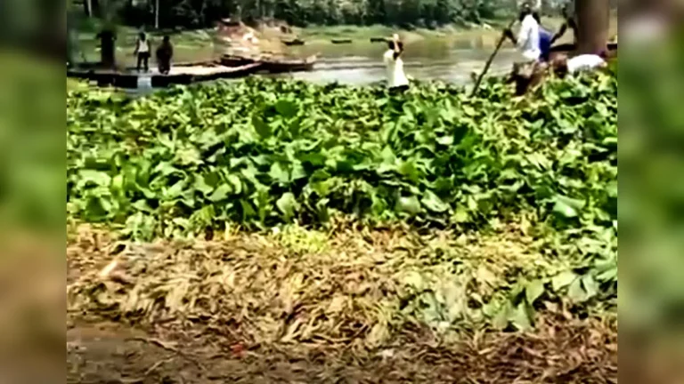 সলঙ্গায় ভাসমান কচুরিপানার স্তুপ দেখতে শত মানুষের ভীর