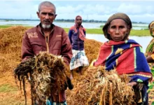 সন্তানের মুখে অন্ন তুলে দিতে পচা ধানই ভরসা জমিরুন বেগমের
