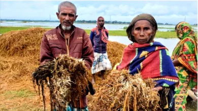 সন্তানের মুখে অন্ন তুলে দিতে পচা ধানই ভরসা জমিরুন বেগমের