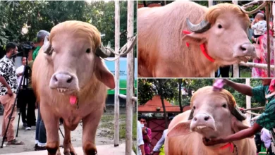 টেলিগ্রাফের খবর, বাংলাদেশে কোরবানি হচ্ছে ডনাল্ড ট্রাম্প