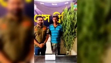 যশোরে নার্সারির ভেতরে গাঁজা গাছ, ডিবির অভিযানে আটক ১
