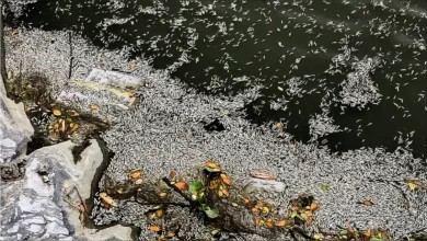 মুরাদনগরে বিএনপি কর্মীর দুই পুকুরে বিষ দিয়ে ১৫লাখ টাকার মাছ নিধন