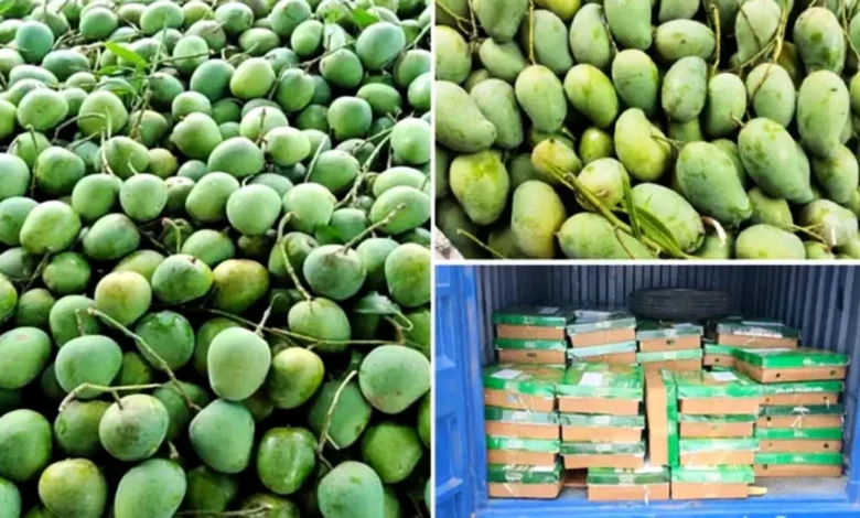 উপহার হিসেবে ভারতে ১১০০ কেজি আম পাঠাল বাংলাদেশ