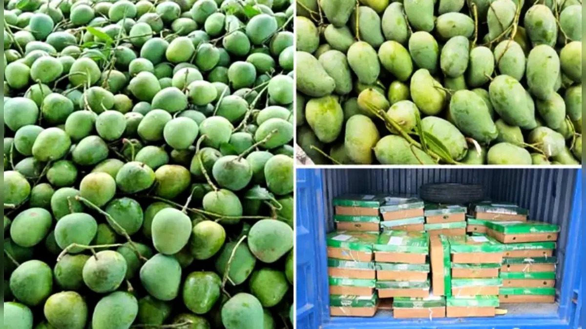 উপহার হিসেবে ভারতে ১১০০ কেজি আম পাঠাল বাংলাদেশ