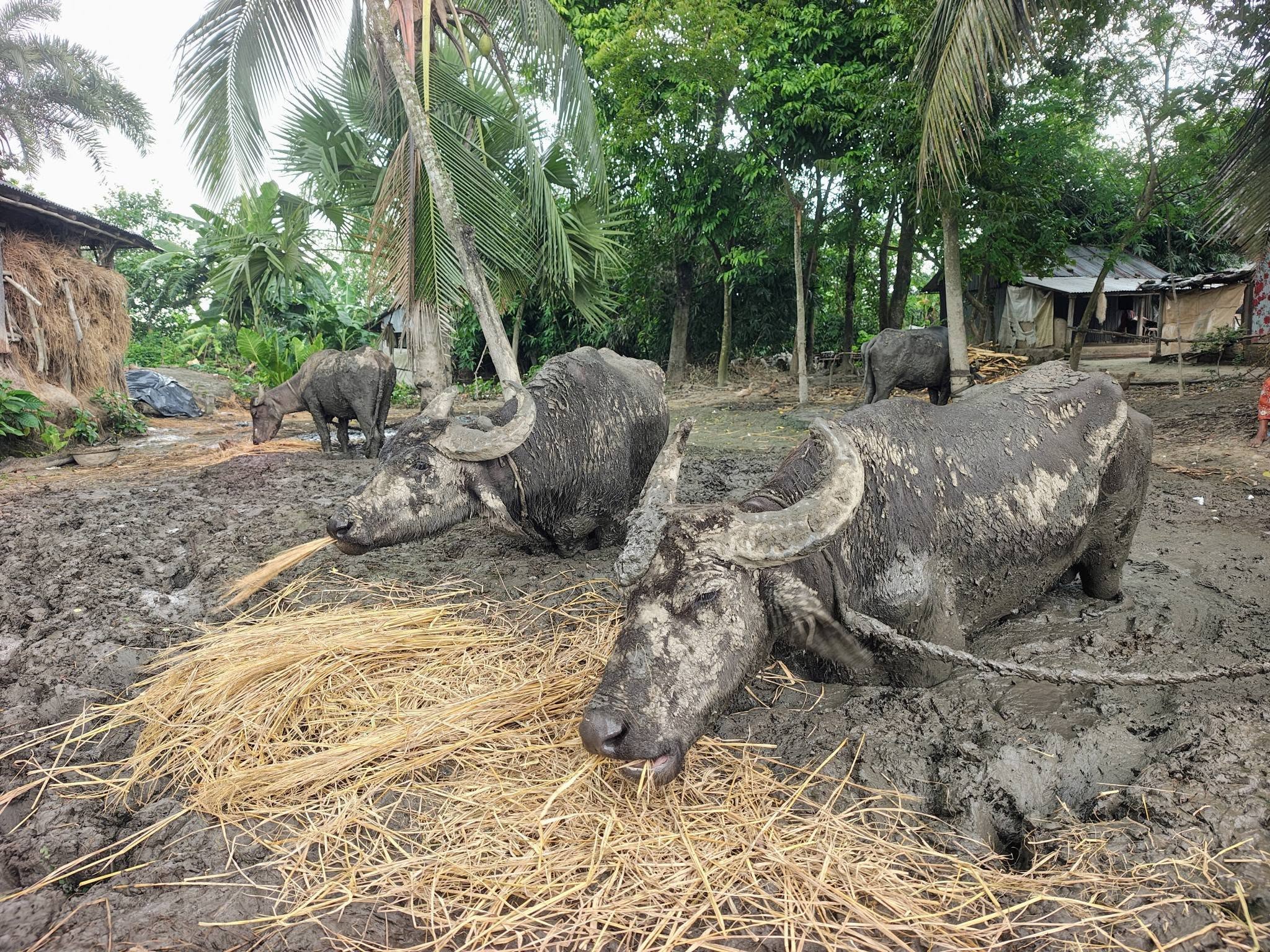 বুকসমান কাদায় তিন মাস বন্দী ৪ মহিষ, ইউএনওর হস্তক্ষেপে উদ্ধার