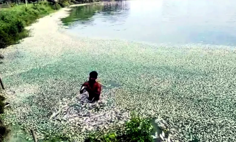 বেনাপোলে বিদ্যুৎ বিভ্রাটে ৬ কোটি টাকার মাছের মৃত্যু, বিপাকে চাষি