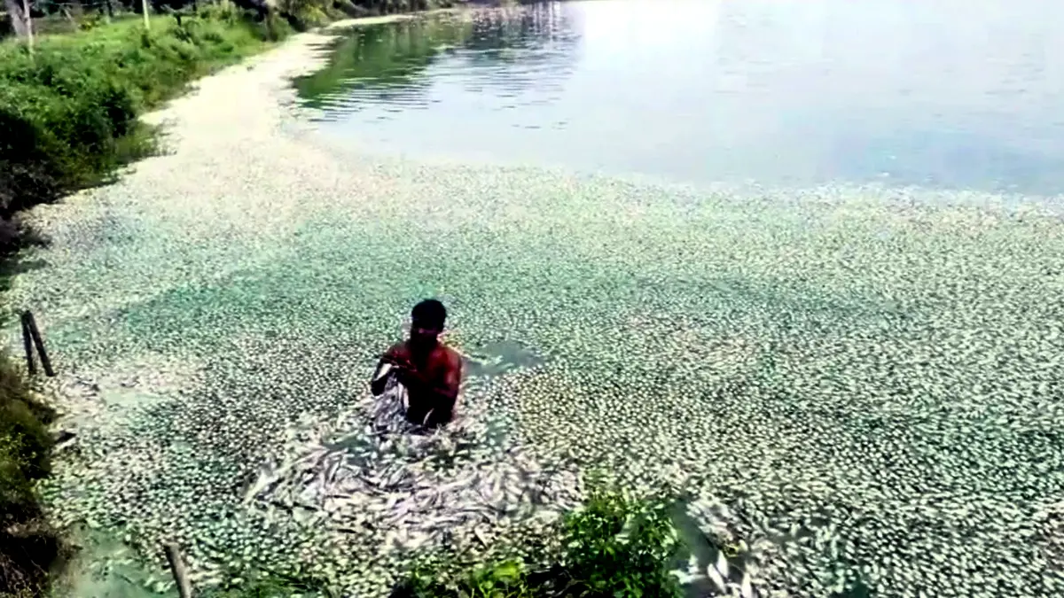 বেনাপোলে বিদ্যুৎ বিভ্রাটে ৬ কোটি টাকার মাছের মৃত্যু, বিপাকে চাষি