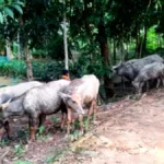 বড়লেখায় বিএনপি নেতার জিম্মায় ১৪ ভারতীয় মহিষ, গায়েব ৯; উদ্ধার ৫টি