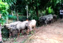 বড়লেখায় বিএনপি নেতার জিম্মায় ১৪ ভারতীয় মহিষ, গায়েব ৯; উদ্ধার ৫টি