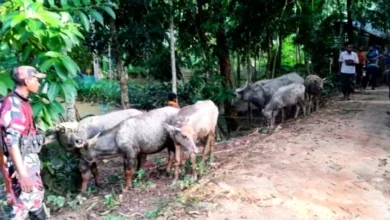 বড়লেখায় বিএনপি নেতার জিম্মায় ১৪ ভারতীয় মহিষ, গায়েব ৯; উদ্ধার ৫টি