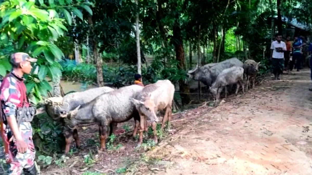 বড়লেখায় বিএনপি নেতার জিম্মায় ১৪ ভারতীয় মহিষ, গায়েব ৯; উদ্ধার ৫টি