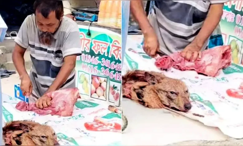 প্রকাশ্যে শিয়ালের মাংস বিক্রি, প্রমাণের জন্য পাশে রেখেছিল কাটা মাথা