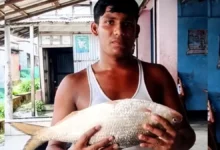 Ilish