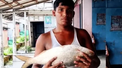 Ilish