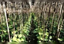 কিশোরীকে অজ্ঞান করে পানের বরজে নিয়ে যান রায়হান