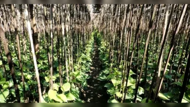 কিশোরীকে অজ্ঞান করে পানের বরজে নিয়ে যান রায়হান
