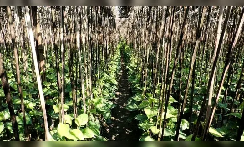 কিশোরীকে অজ্ঞান করে পানের বরজে নিয়ে যান রায়হান
