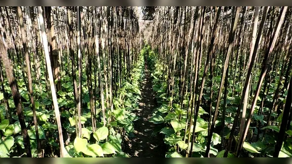 কিশোরীকে অজ্ঞান করে পানের বরজে নিয়ে যান রায়হান