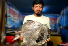 কুয়াকাটায় জেলের জালে বিরল ‘বাদুড় মাছ’, কৌতূহল স্থানীয়দের