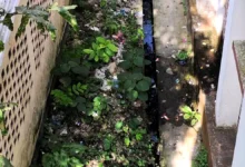 ডেঙ্গুর চিকিৎসা যেখানে, সেখানেই এডিসের প্রজনন