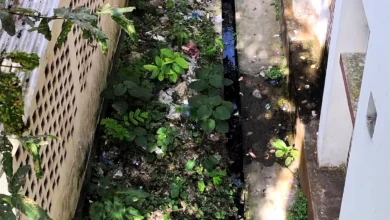 ডেঙ্গুর চিকিৎসা যেখানে, সেখানেই এডিসের প্রজনন