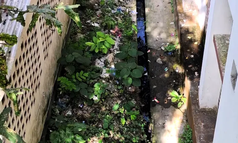 ডেঙ্গুর চিকিৎসা যেখানে, সেখানেই এডিসের প্রজনন