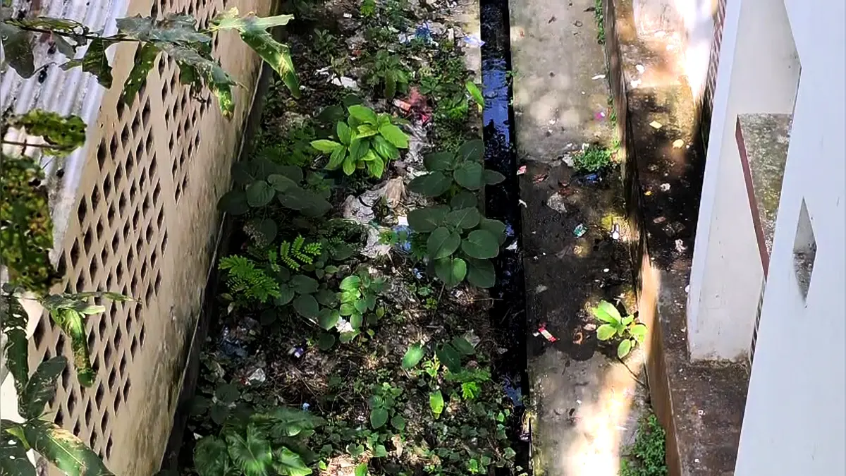 ডেঙ্গুর চিকিৎসা যেখানে, সেখানেই এডিসের প্রজনন